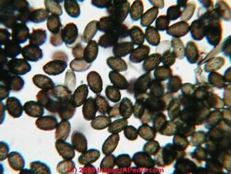 And Mold Spore Photographs Daniel Friedman HD Wallpaper