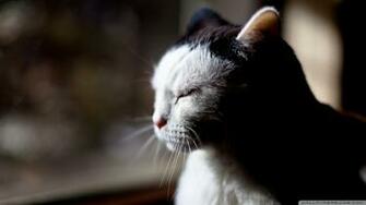 Sleepy Cat Wallpaper