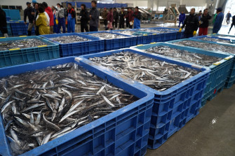 Edit Photo Of Pacific Saury Fish Fishing Boat Picture Wallpaper