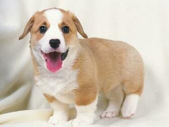 Cute Welsh Corgi Puppy Puppies Photos