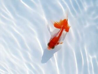 Red Fish Wallpaper And Image Pictures Photos