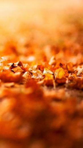 Autumn Withered Leaves Wallpaper iPhone