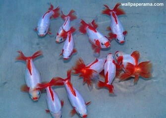 Koi Fish Wallpaper HD Background Image Pictures