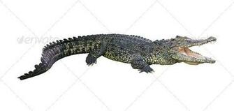 Crocodile Isolated On White Background Stock Photo Photodune