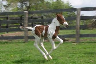Young Foul Running In Their Pen Baby Farm Animals Wallpaper