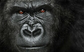 Gorilla HD Wallpaper Pulse