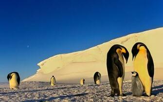 Penguin Family Antarctica Wallpaper Travel HD