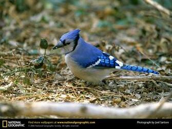Blue Jay Picture Desktop Wallpaper