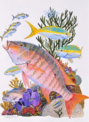 Mutton Snapper Reef By Carey Chen Fish Drawings Art
