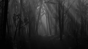 3d Abstract Black Forest Desktop Wallpaper19201080