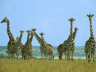 Giraffe Herd In Field Kenya Africa Giraffes Wallpaper