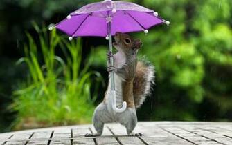 Rainy Day