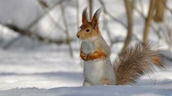 Cute Squirrel Eating A Cookie Wallpaper HD