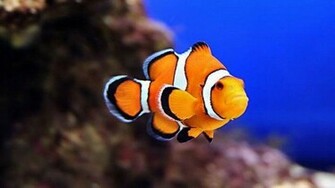 Clown Fish Wallpaper HD Desktopinhq