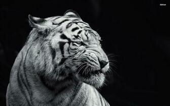 Black And White Animal Wallpaper Top