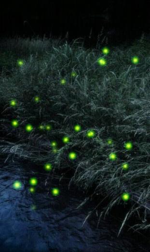 Firefly Live Wallpaper Apk Mobile Theme Skin Pre Id
