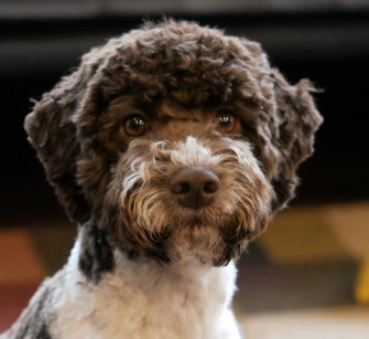 Lagotto Romagnolo