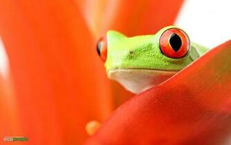 Orange Frogs Red Eyed Tree Frog Amphibians Wallpaper