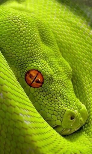 Bigger Deadly Snakes Live Wallpaper For Android Screenshot