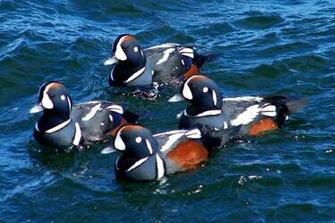 Harlequin Ducks Image Taken By Mike Mandracchia