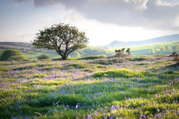 Spring Flower Pictures From Around The World Cond Nast Traveler