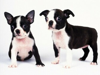 Black And White Dogs Puppies Wallpaper Background With