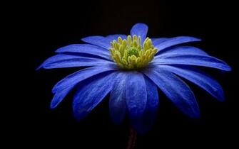 4k Papers Blue Flower Wallpaper