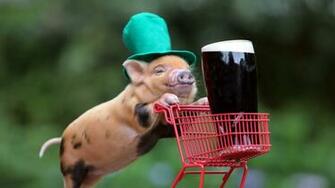 Two Cute Looking Pigs Pig Wallpaper iPhone