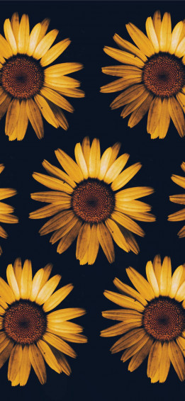 Sunflower iPhone Wallpaper