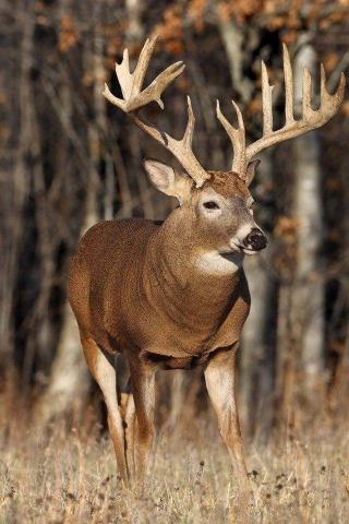 A Beautiful Deer iPhone Wallpaper Whitetail