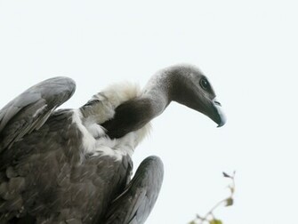 Nice Cute Vulture Bird Wallpaper HD