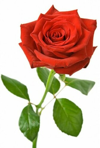 Single Rose Wallpaper Wallpaperjug Spot Jpg