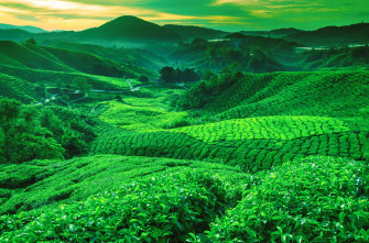 Tea Farm Wallpaper