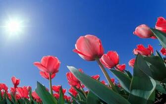 Full HD Flowers Wallpaper