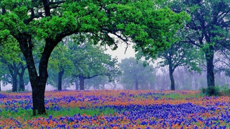 Field Of Bluebonnets Wallpaper And Blue Bonnets