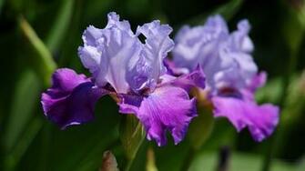 Beautiful Iris Flower Wallpaper Desktop
