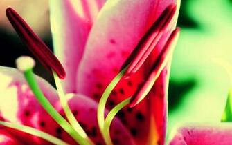 Flower Nature Wallpaper HD