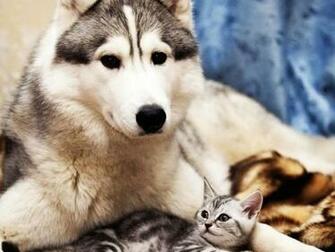 Dog Cat Cute Wallpaper HD Animal Screen Savers