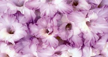Purple Gladiolus