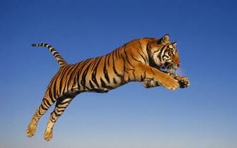 Tiger Pictures