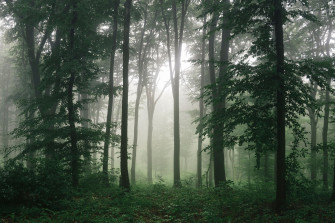 Dark Green Forest Wallpaper