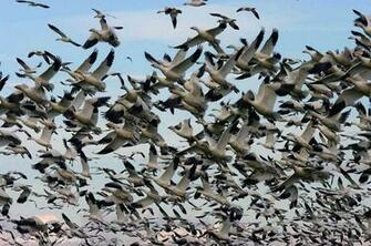HD Wallpaper Goose Hunting X Kb Jpeg