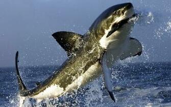 Shark HD Wallpaper Background