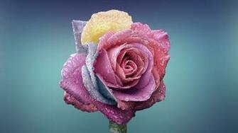 Wallpaper Rose Flower 4k Nature