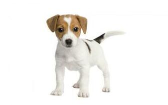 Dog White Background Image