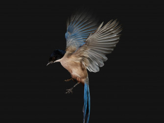 Why The Pixel Fold And Tablet Have Bird Feather Wallpaper