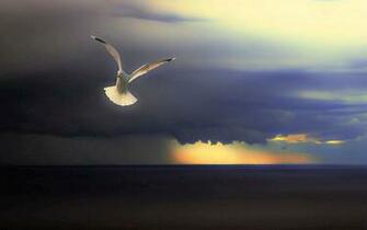 Apple Imac Hope Beautiful Sunset Sky Clouds Seagull Bird