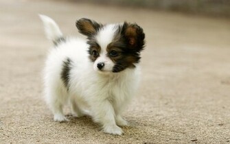 Funny Dog Wallpaper HD In Imageci