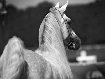 Black And White Horse Wallpaper HD Pictures