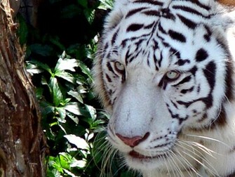 White Tiger Wallpaper Desktop Background Computer By